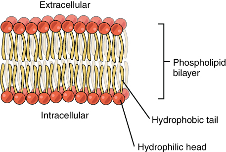 This diagram shows a phospholipid bilayer. Two sets of phospholipids