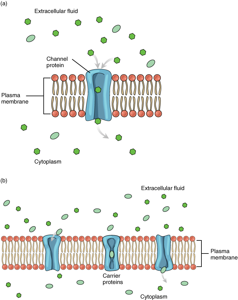passive membrane transport processes include