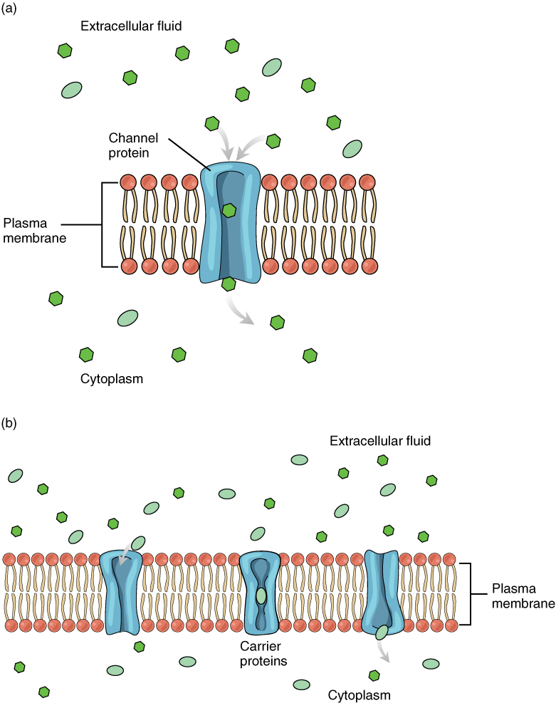 proton movement across membrane drives rotation of c ring