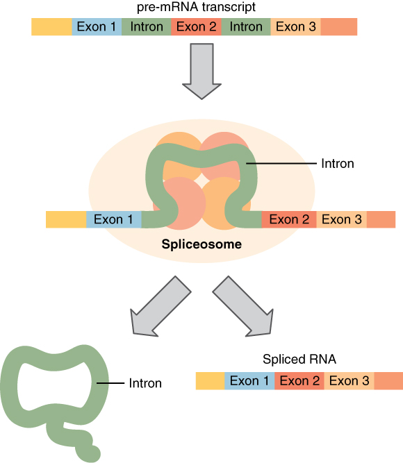 What is the process of creating MRNA from the code in DNA?