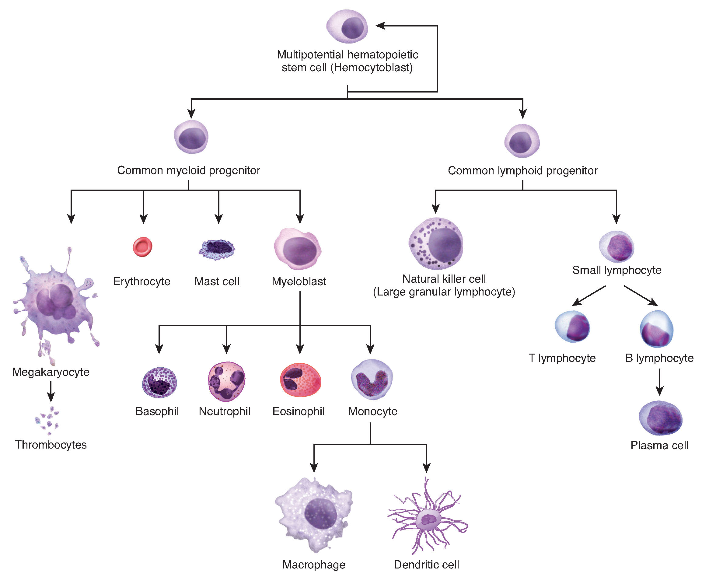 This flowchart shows the differentiation of a hemocytoblast, a stem