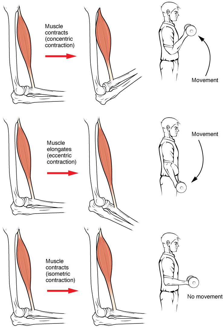 This figure shows the different types of muscle contraction and the