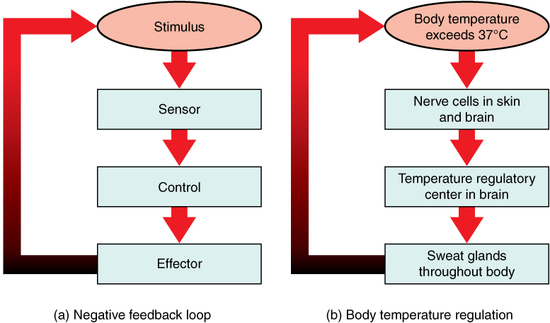 This Figure Shows Three Flow Charts Labeled A B And C Chart A Shows 