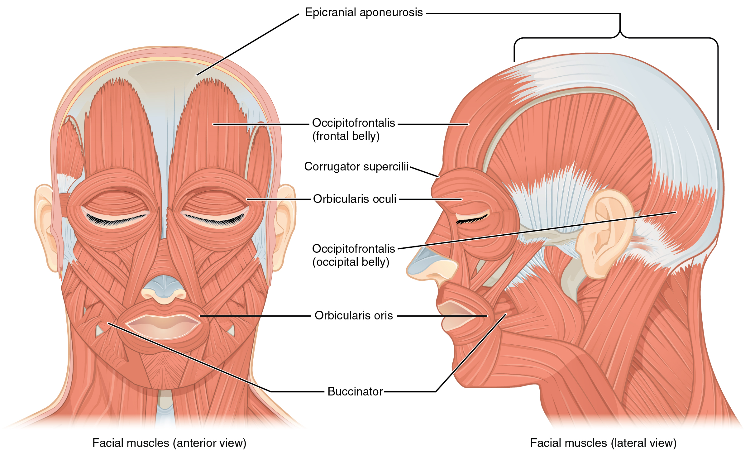 The Left Panel In This Figure Shows The Anterior View Of The Facial The Left Panel In This Figure Shows The Anterior View Of The Facial