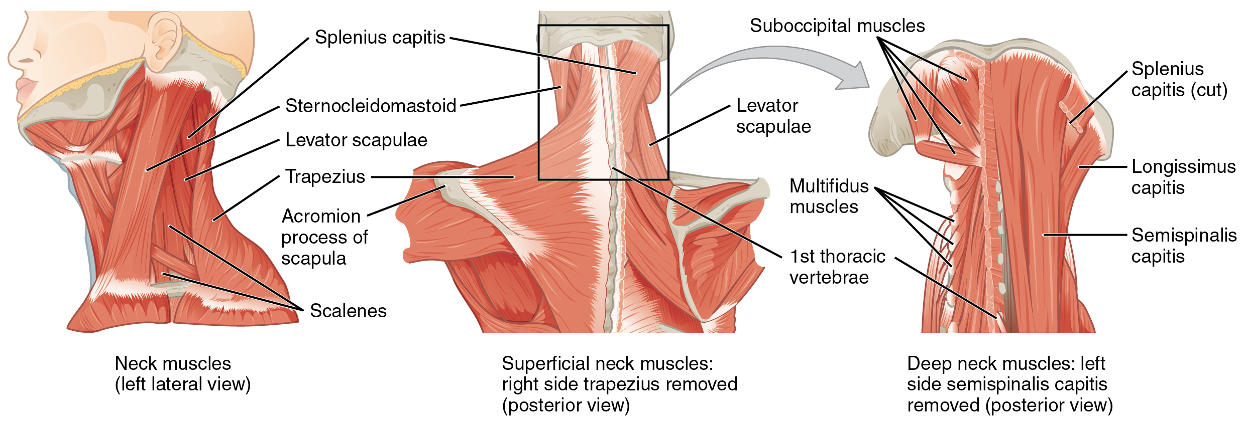 Axial Muscles Of The Head Neck And Back