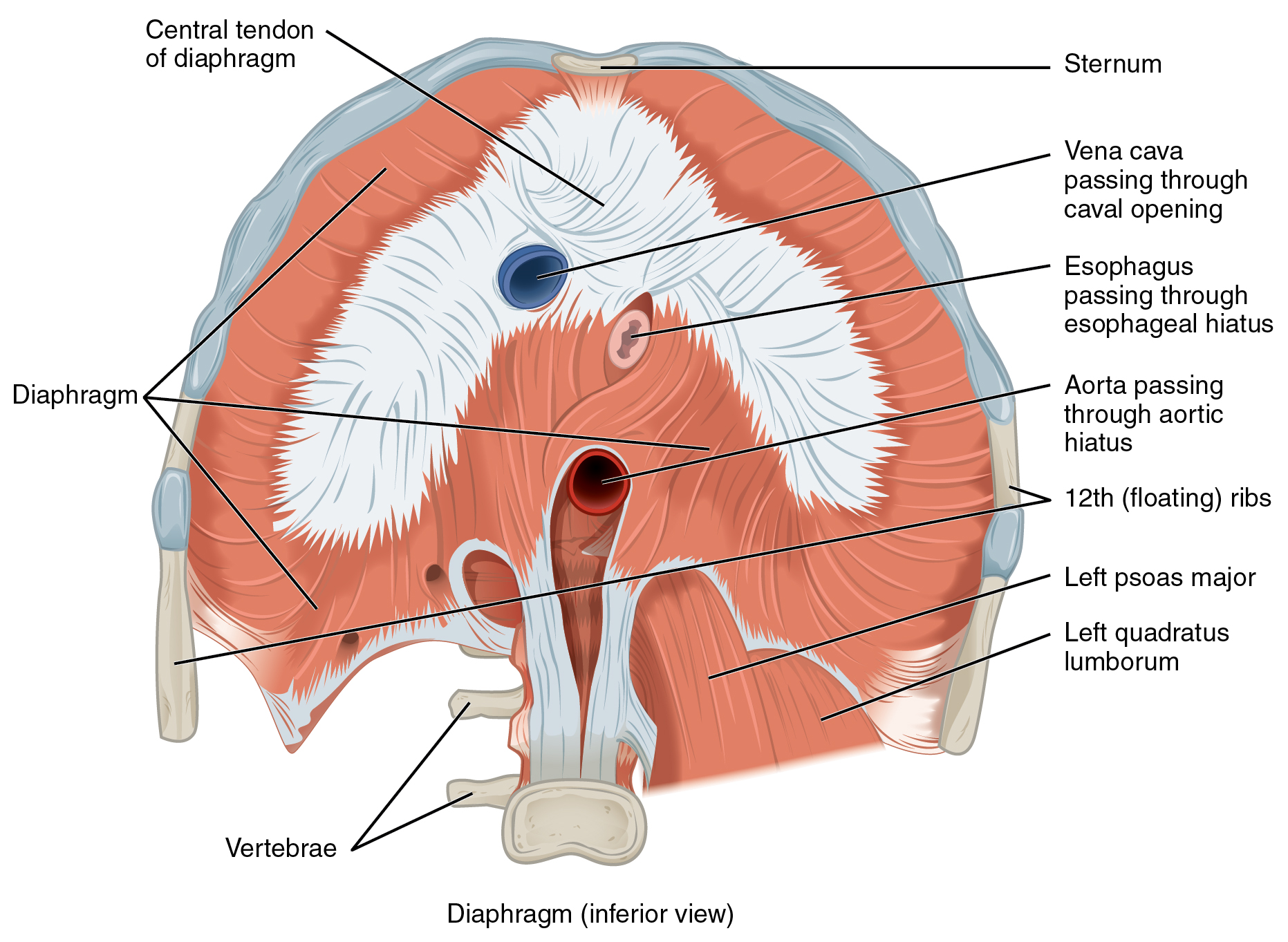 this-figure-shows-the-inferior-view-of-the-diaphragm-with-the-major