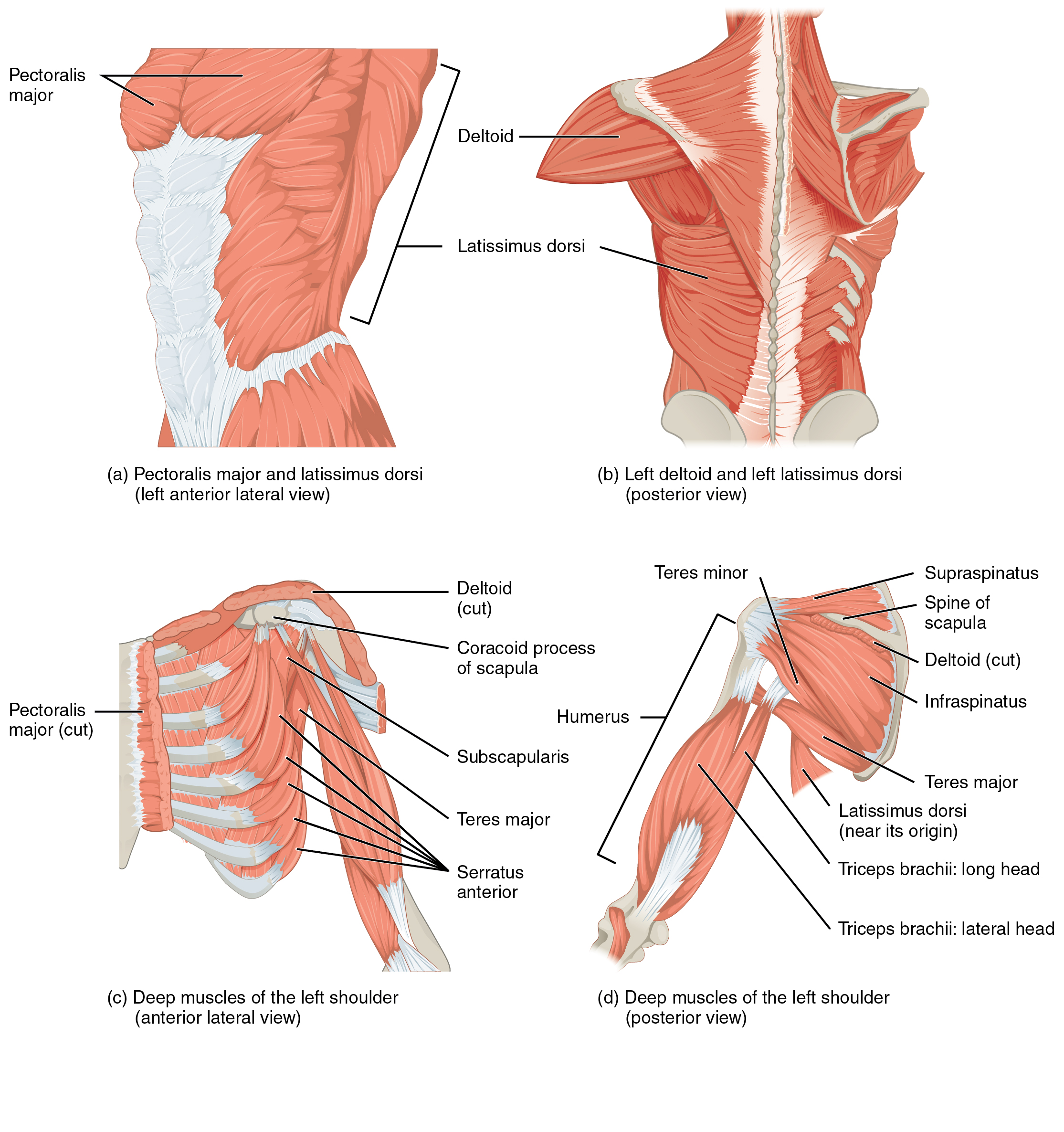 Muscles Of The Pectoral Girdle And Upper Limbs