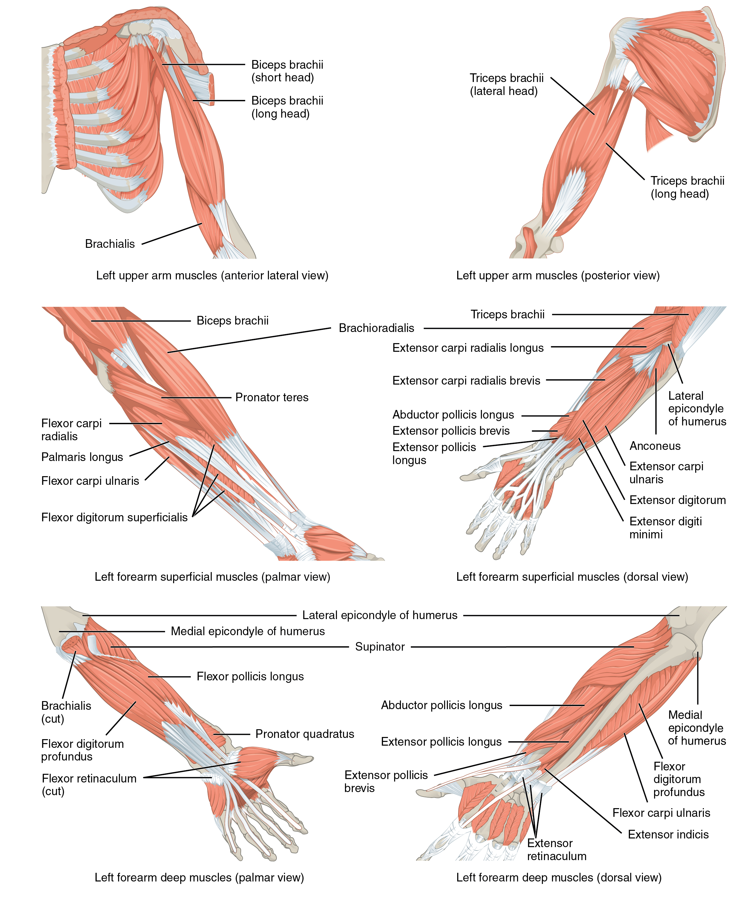 This multipart figure shows the different muscles that move the forearm