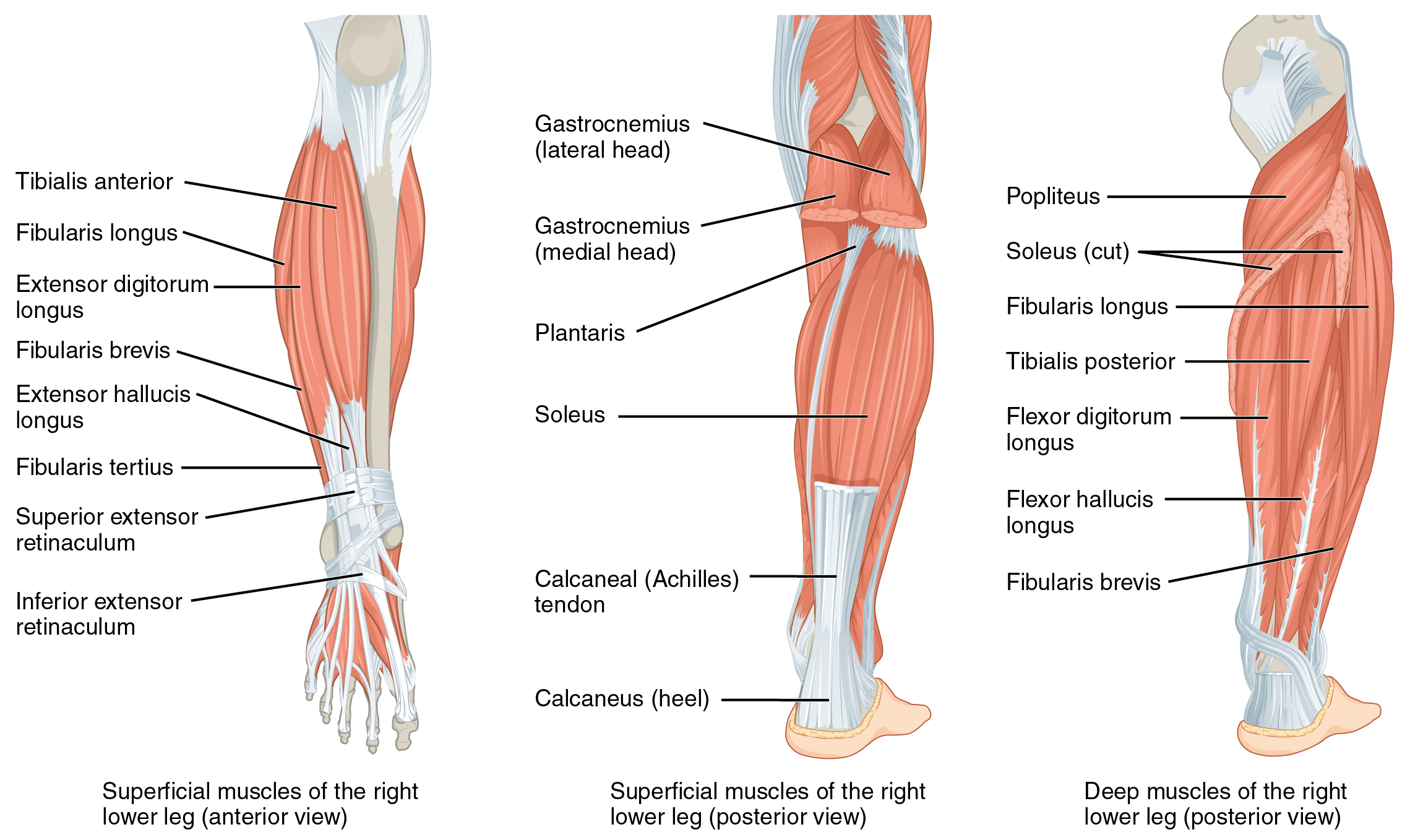 The left panel shows the superficial muscles that move the feet and the