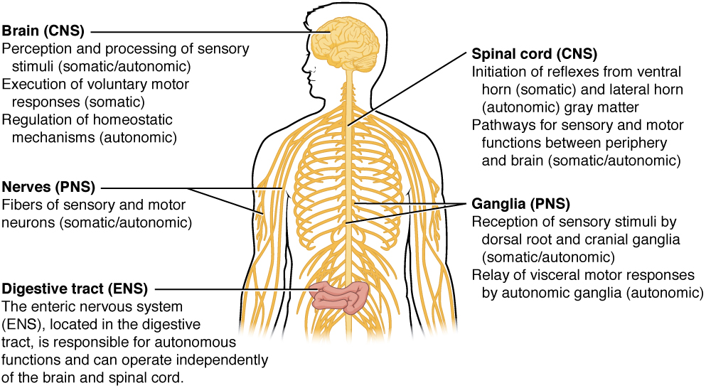 Essay on the digestive system