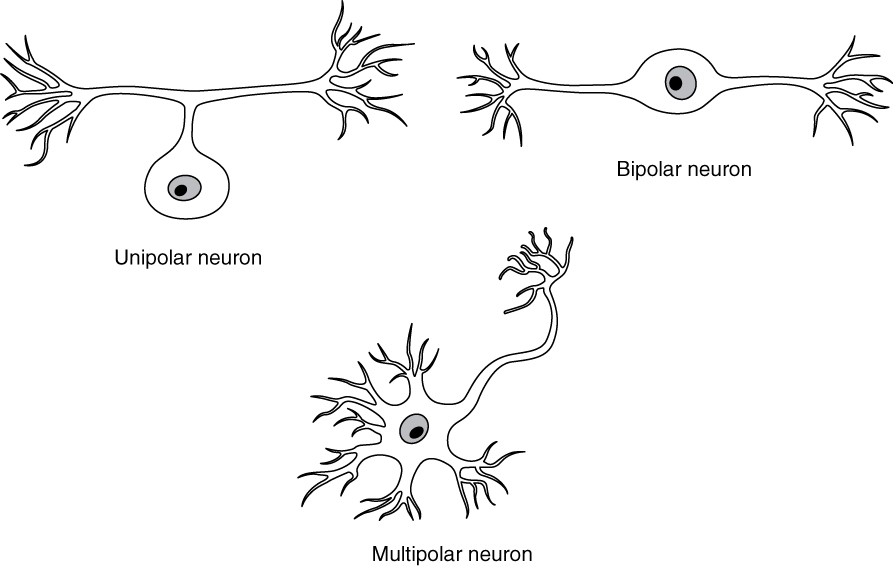 most common synapse type dendrite axon