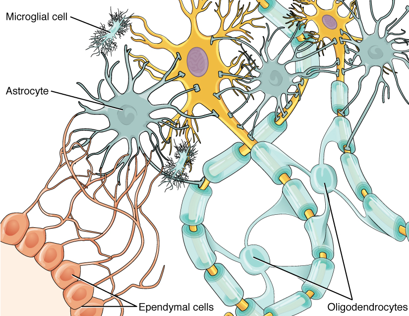 This diagram shows several types of nervous system cells associated