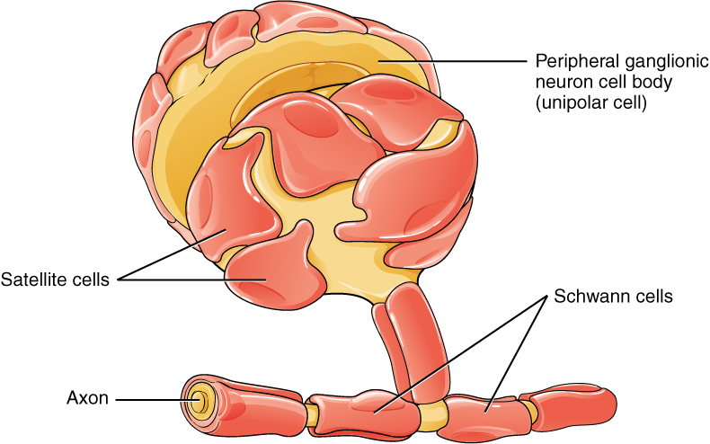 This diagram shows a collection of PNS glial cells. The largest cell is