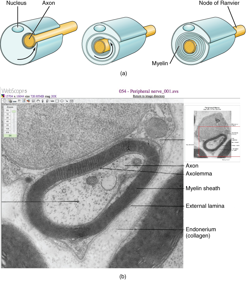 This three-part diagram shows the process of myelination. In step A