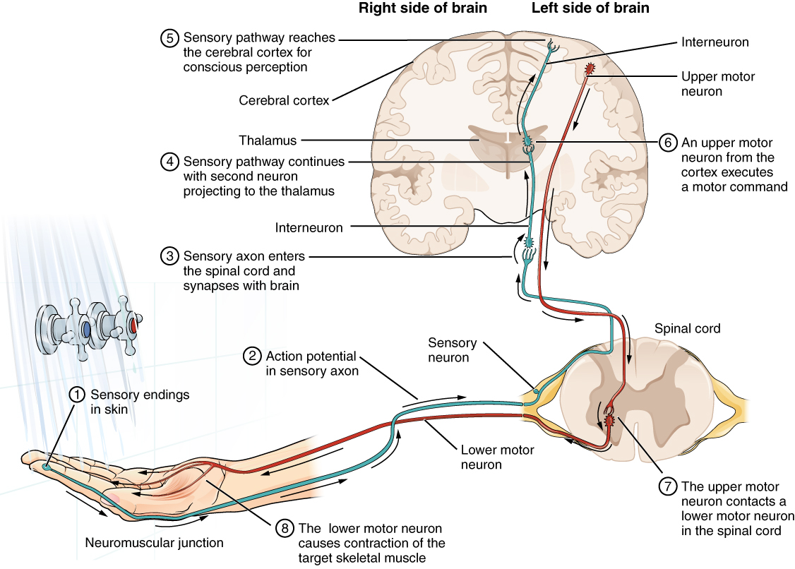 sensory motor function