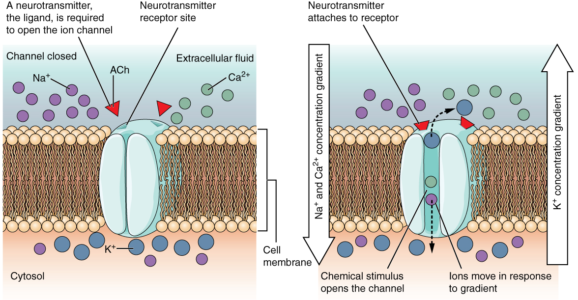 These Two Diagrams Each Show A Channel Protein Embedded In The Cell 