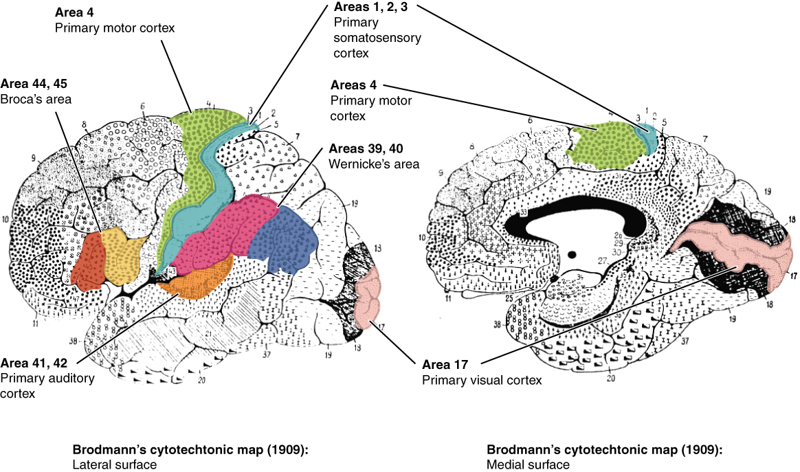 In this figure, the Brodmann areas, identifying the functional regions of the brain, are mapped. The left panel shows the lateral surface of the brain and the right panel shows the medial surface.