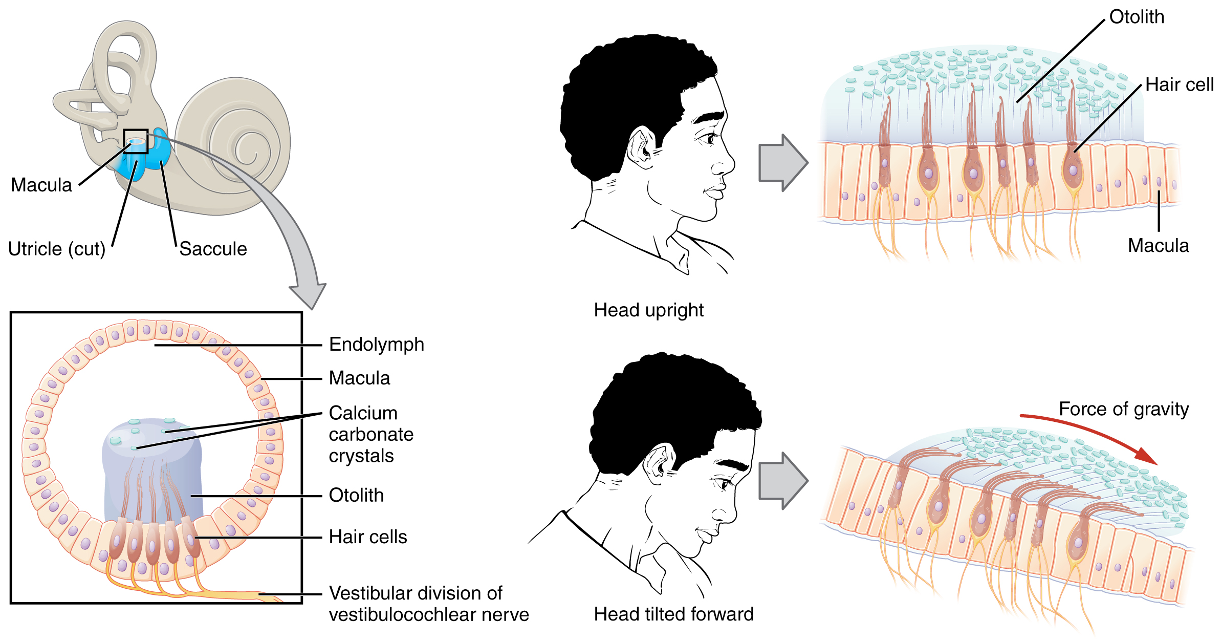This diagram shows how the macula orients itself to allow for equilibrium. The top left panel shows the inner ear. The bottom left panel shows the cellular structure of the macula. In the top right panel, a person’s head is shown in the side view along with the orientation of the macula. In the bottom right panel, a person’s head is shown with the head tilted forward and depicts the orientation of the macula to account for the tilt.