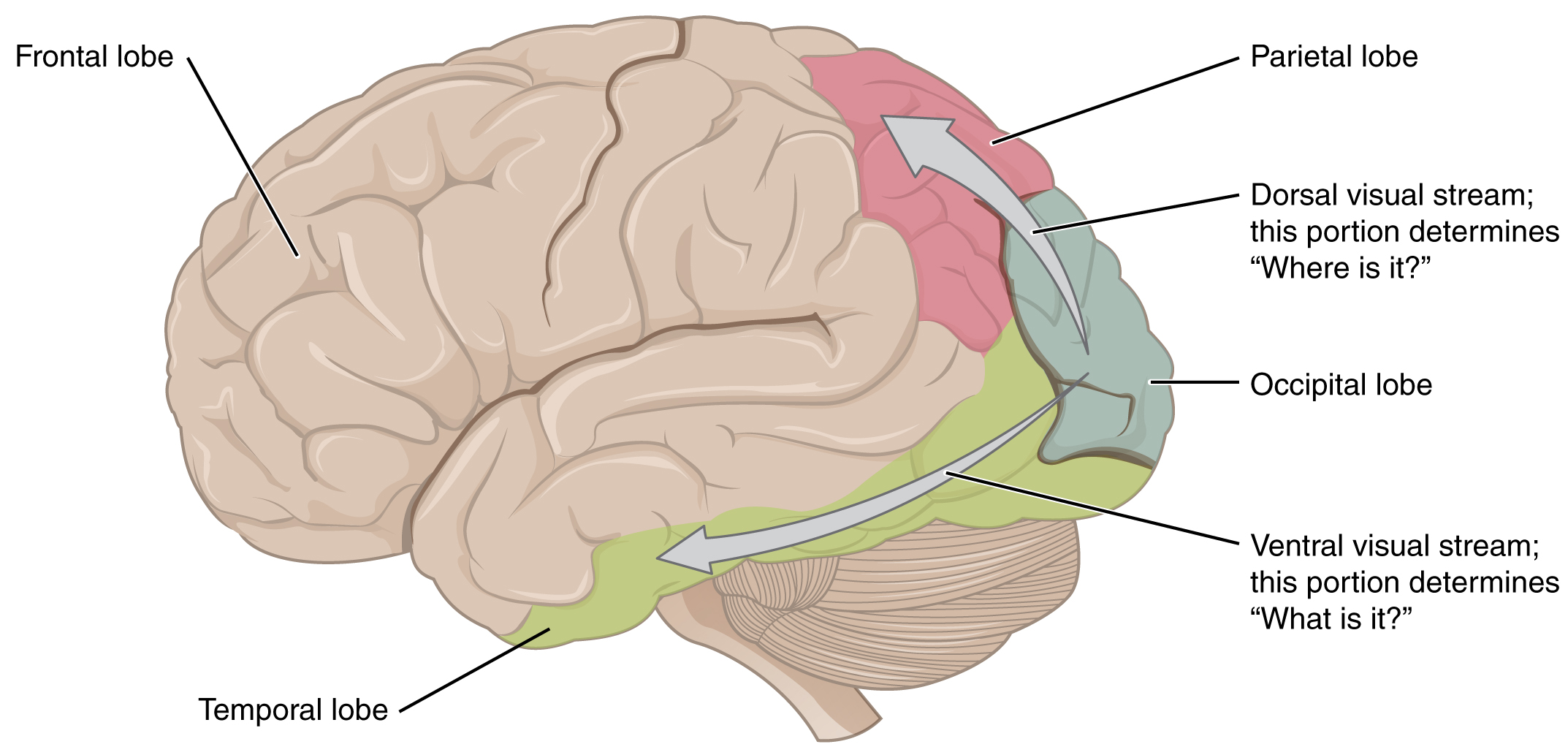 This Image Shows The Side Of The Human Brain And Maps Different Regions This Image Shows The Side Of The Human Brain And Maps Different Regions