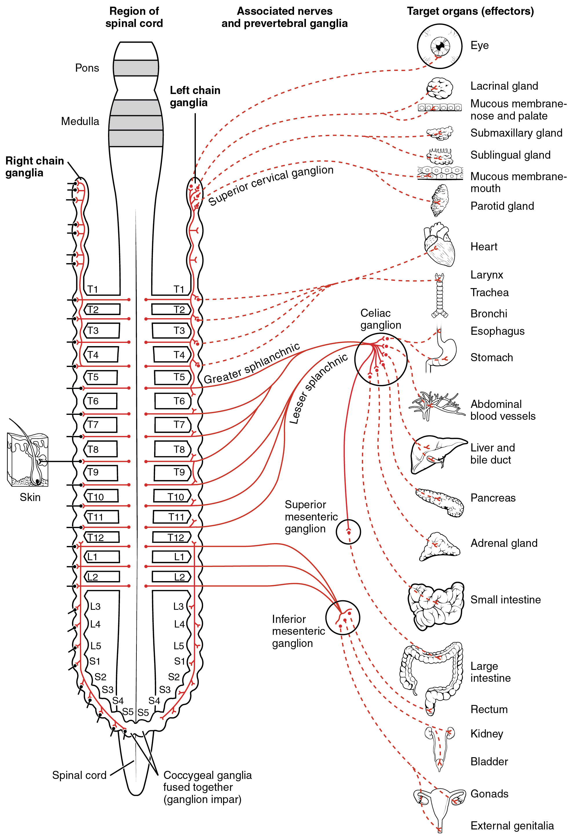 This diagram shows the spinal cord, and the connections from the spinal