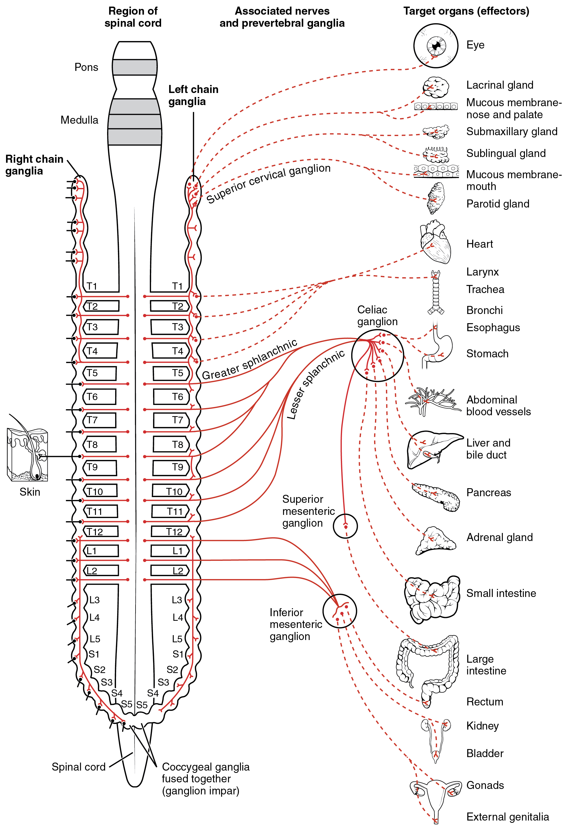 this-diagram-shows-the-spinal-cord-and-the-connections-from-the-spinal