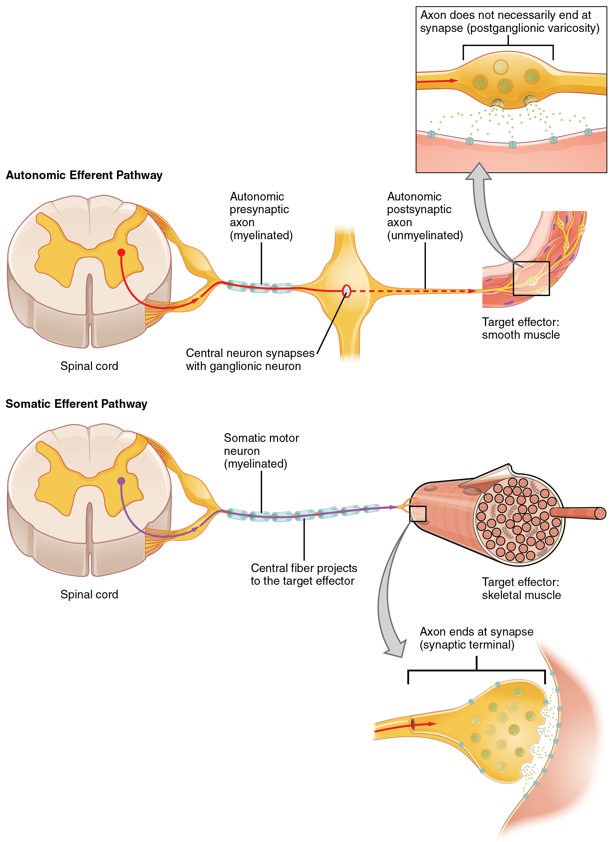 effectors of the somatic nervous system have