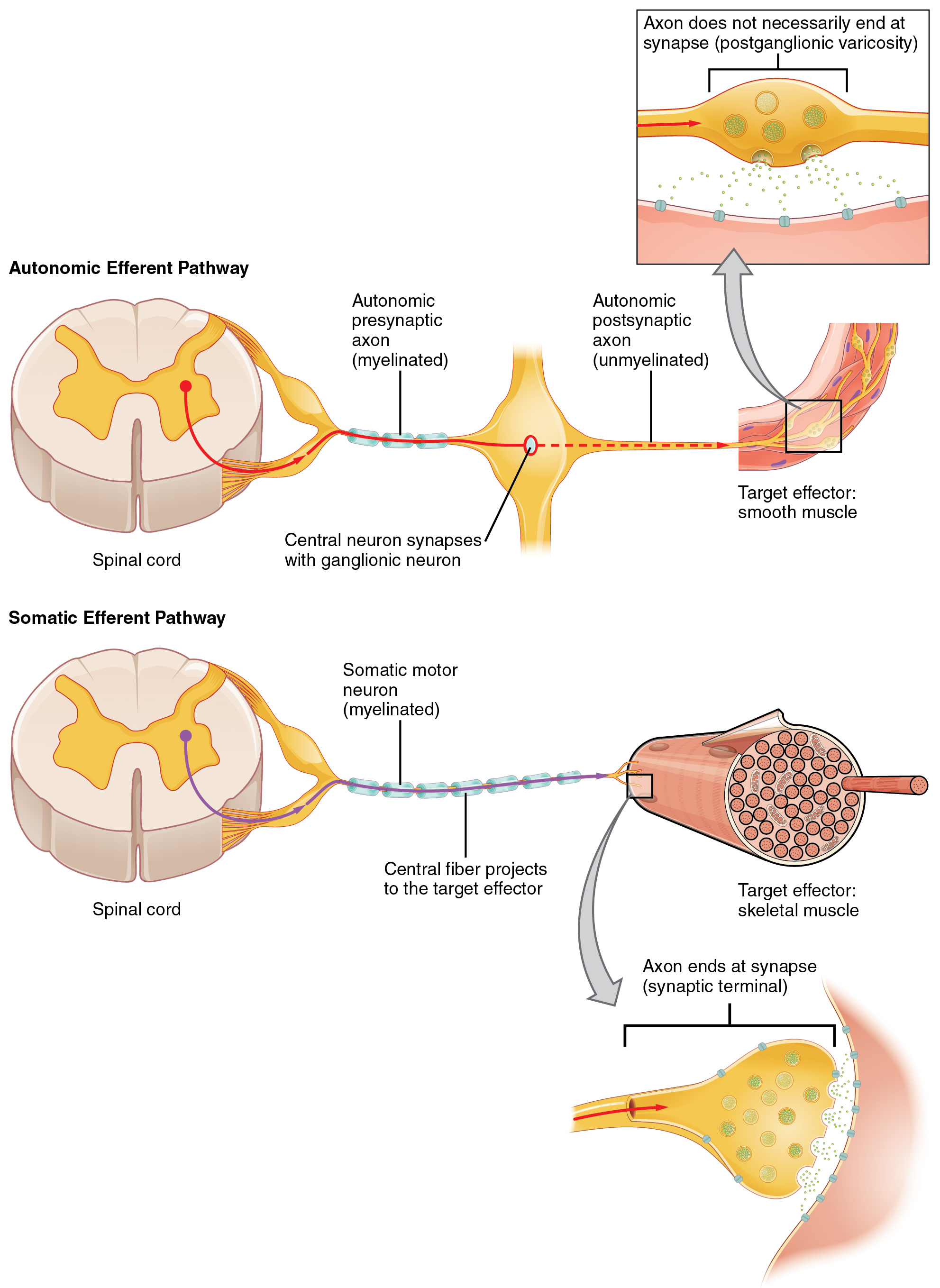 somatic nervous system pathway