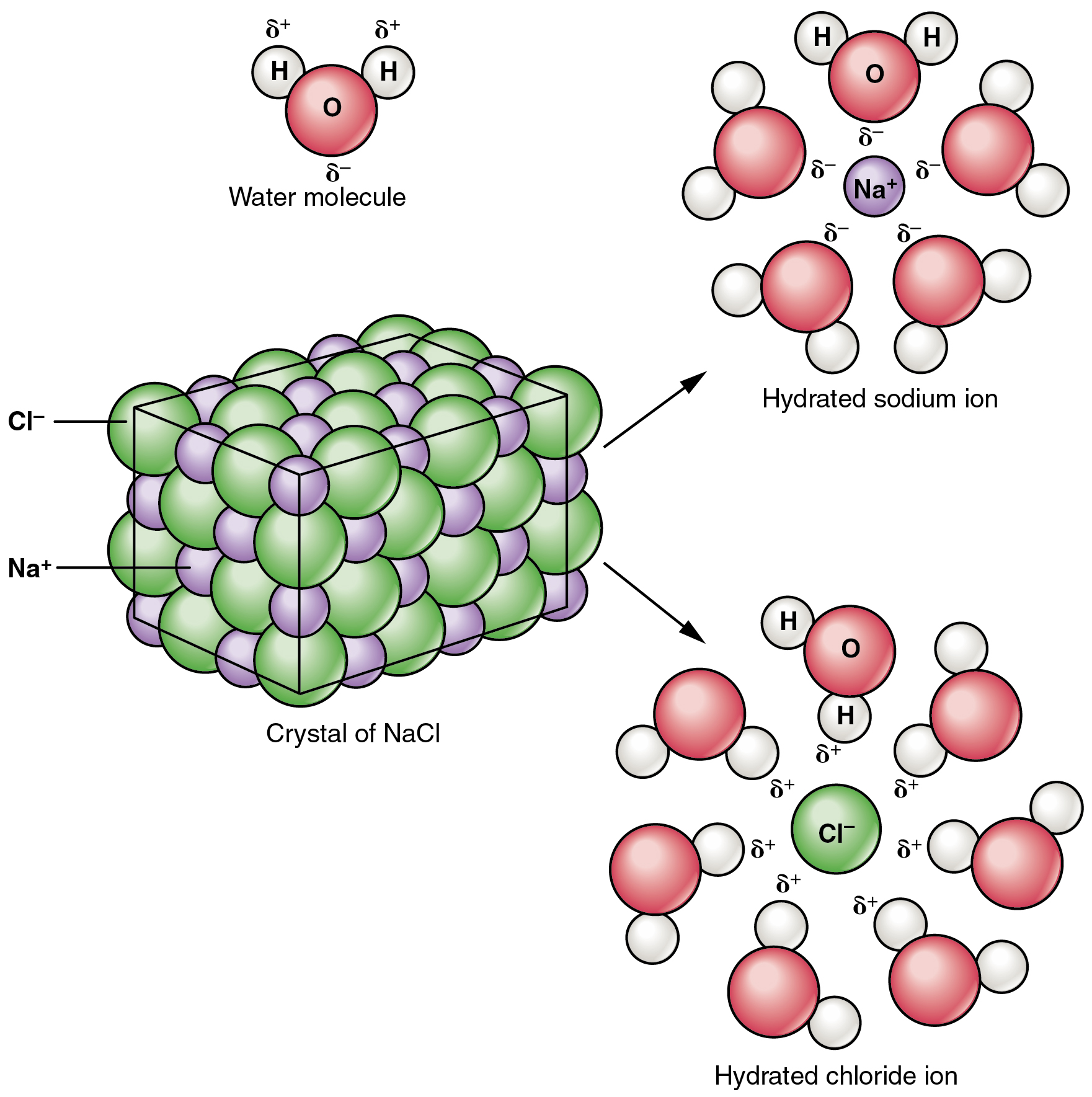 reaction of sodium element with water