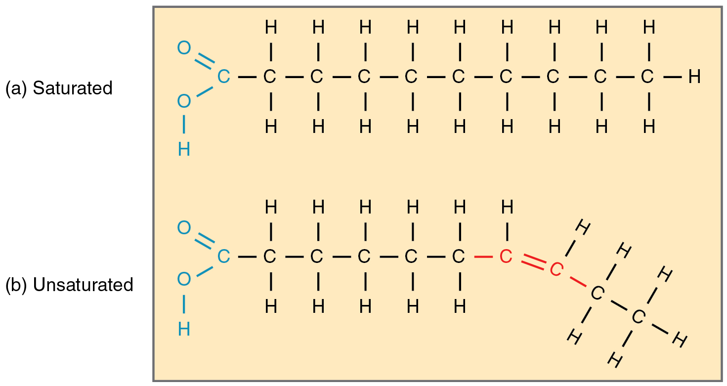 This Diagram Shows The Chain Structures Of A Saturated And