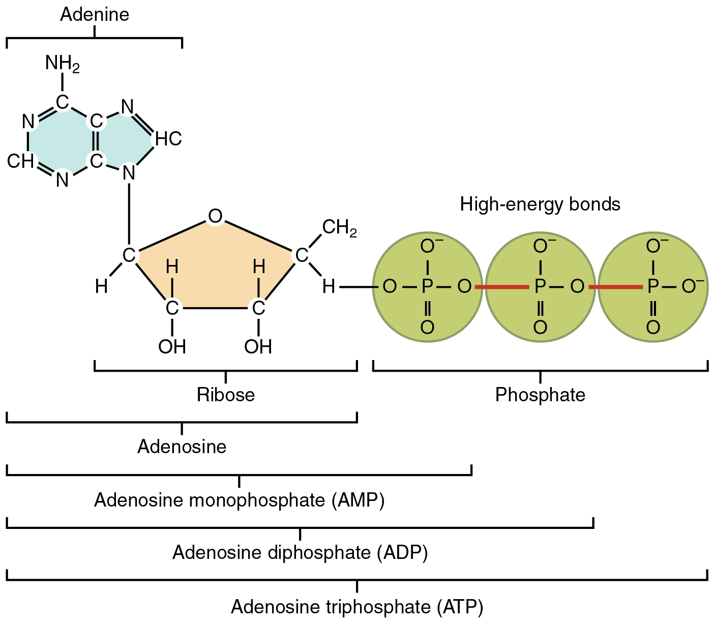 this-figure-shows-the-structure-of-atp