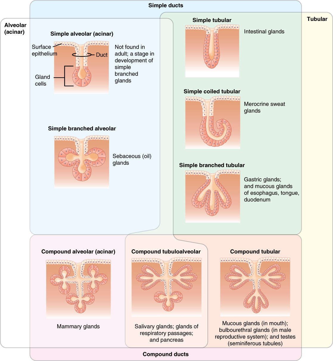 Which internal organ has both endocrine and exocrine functions?