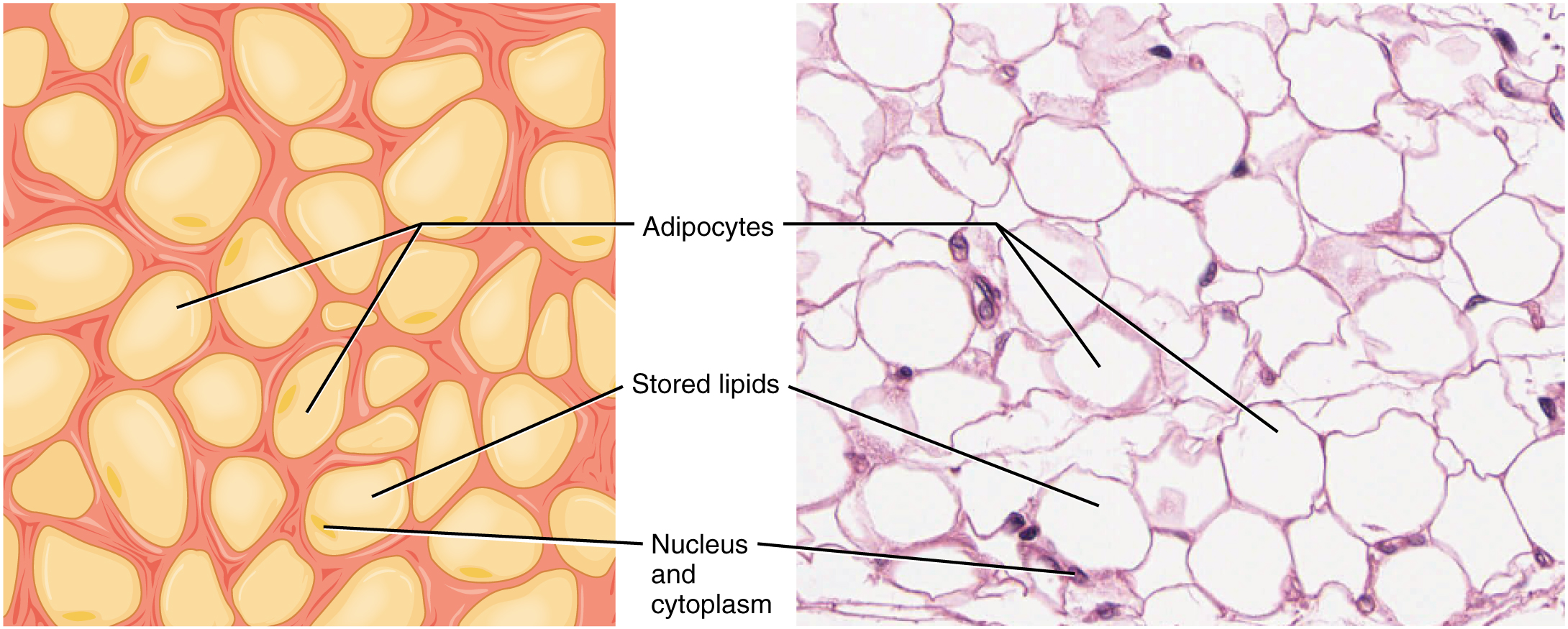 Image A shows a collection of yellow adipocytes that do not have a