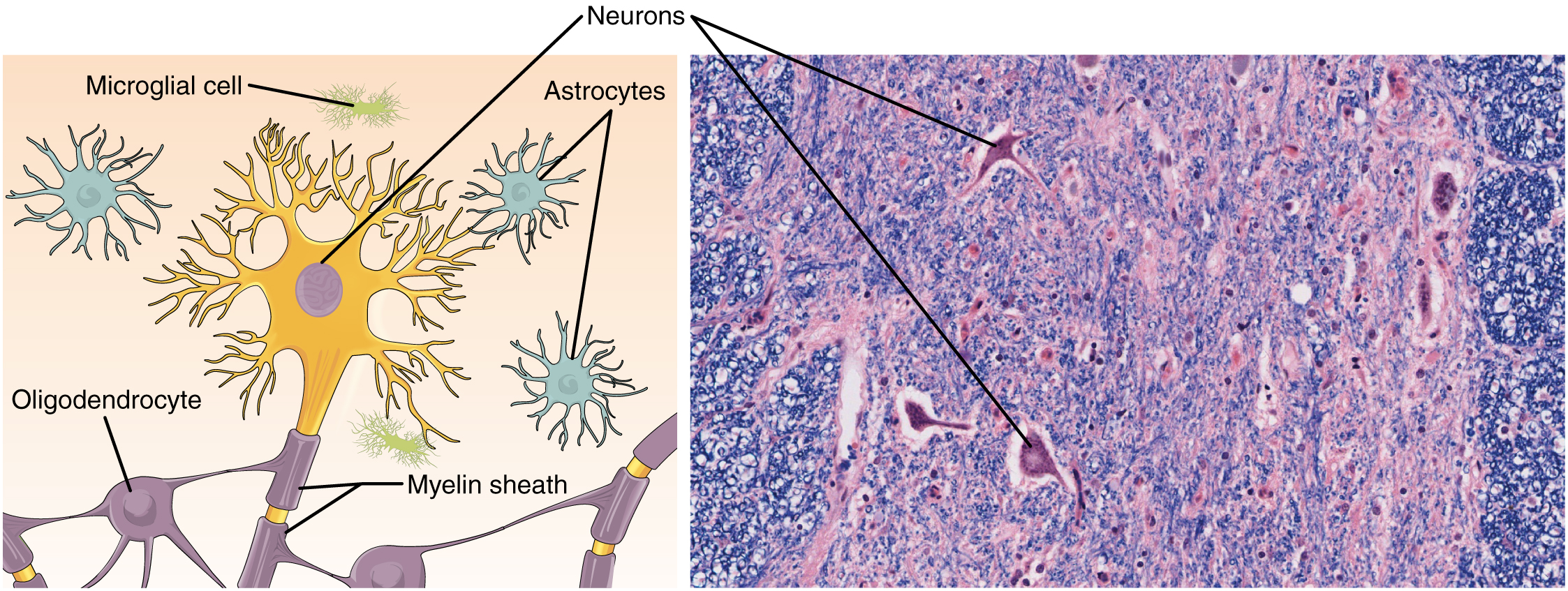 part-a-of-this-diagram-shows-various-types-of-nerve-cells-the-largest