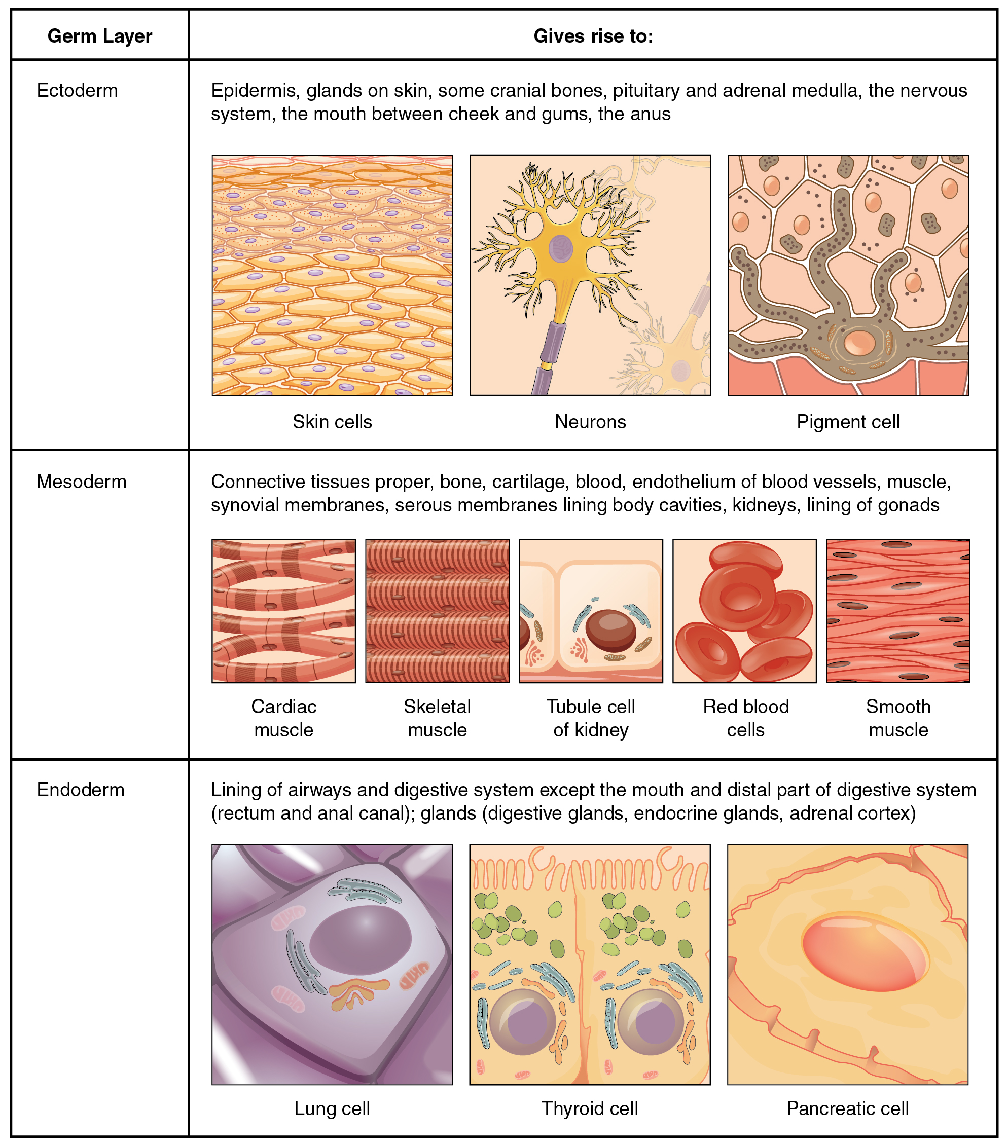 This is a two column-table containing both text and illustrations. The left column is titled germ layer while the right column is titled “Gives rise to.” The germ layer in the first row is ectoderm. Ectoderm gives rise to epidermis, glands on the skin, some cranial bones, the pituitary and adrenal medulla, the nervous system, the tissue between the cheeks and gums, and the anus. This row contains three pictures. The leftmost picture illustrates several layers of yellow, oval-shaped skin cells with purple nuclei. The middle diagram shows a neuron, which is a yellow, star shaped cell with finger like branches at its corners. The neuron also has a purple nucleus and a yellow tube that connects to the bottom of the cell. The right image in this row shows a brown pigment cell embedded at the bottom layer of several skin cells. It is secreting dark-colored pigment into the skin cells from tentacle-like projections. The germ layer in the second row is mesoderm. Mesoderm gives rise to connective tissues, bone, cartilage, blood, the endothelium of blood vessels, muscle, synovial membranes, serous membranes that line body cavities, the kidneys, and the lining of the gonads. Five images are given in this row to illustrate. The leftmost image is cardiac muscle, which is cylindrical and curved. There are many open spaces between neighboring cardiac muscles. The next image shows skeletal muscle, which is a series of closely stacked cylinders with well defined horizontal striping. The middle image shows three tubule cells of the kidney, which are square shaped and contain a brown nucleus. The fourth image shows a series of red blood cells, which are red and saucer shaped with a slight depression at the center. The fifth image shows smooth muscles which are tightly packed, diamond shaped cells with oval-shaped nuclei. Endoderm gives rise to the lining of the airways and digestive system (except the mouth and distal part of digestive system). Also, the rectum and anal canal, digestive glands, endocrine glands, and adrenal cortex all develop from endoderm. The leftmost image in this row shows a lung cell, which is a large, purple, trapezoid-shaped cell. The middle image shows a pair of thyroid cells, which are rectangle-shaped with the upper edge of each cell having a row of finger like projections, similar in appearance to carpet. The rightmost image in this row shows a pancreatic cell, which is large and wedge-shaped. The pancreatic cell has small indentations throughout its cell membrane.