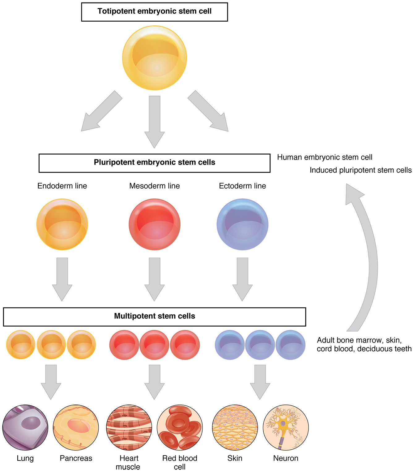 This flow chart shows the differentiation of stem cells into different