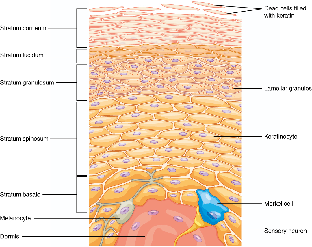 This illustration shows a cross section of the epidermis. The cells of