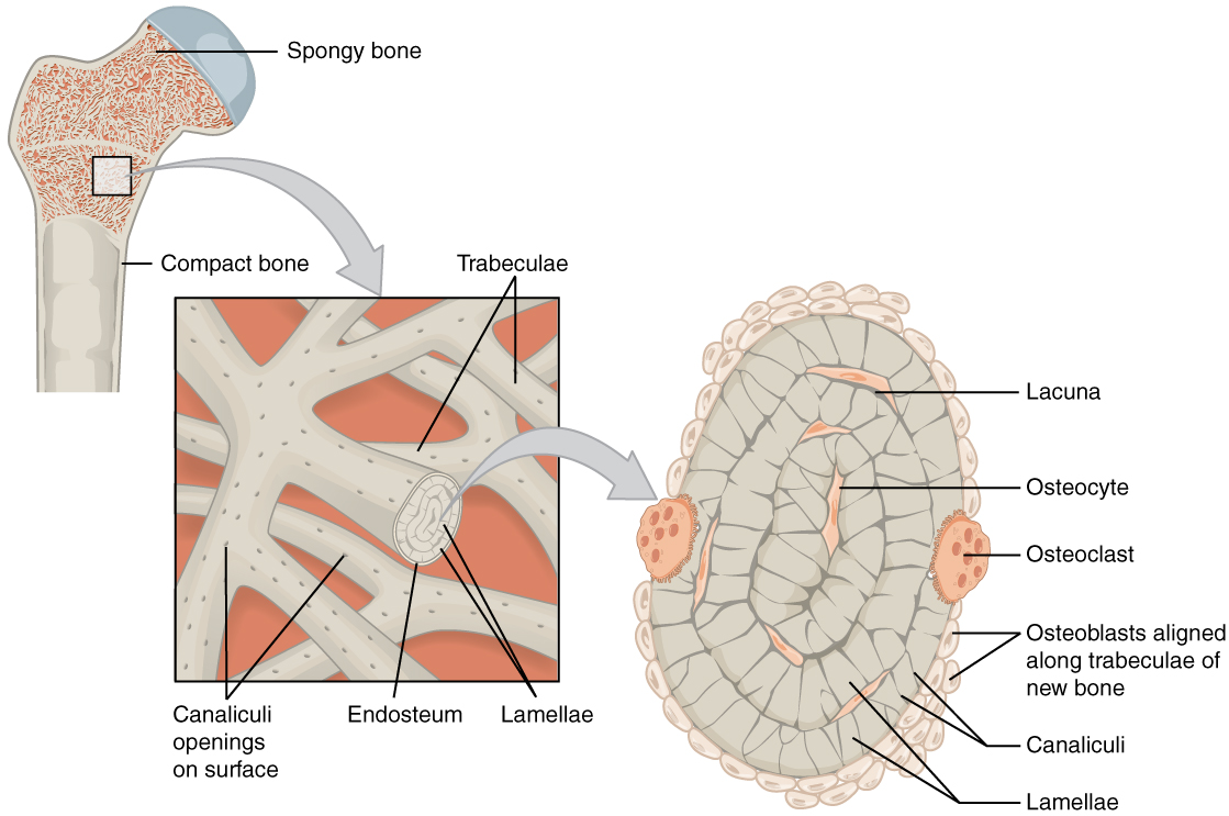 This illustration shows the spongy bone within the proximal epiphysis