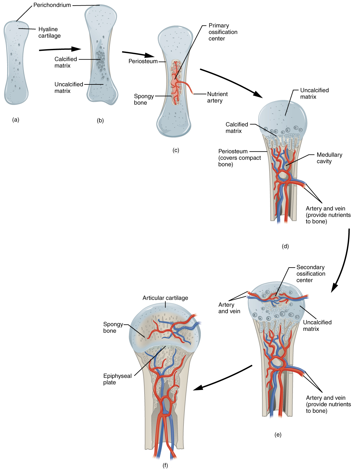 Image A shows a small piece of hyaline cartilage that looks like a bone