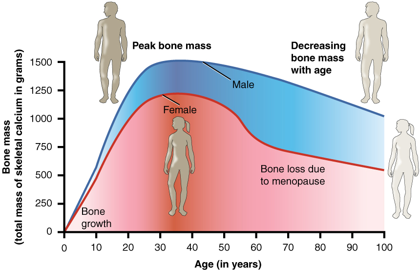 This graph shows bone mass (total mass of skeletal calcium in grams) on