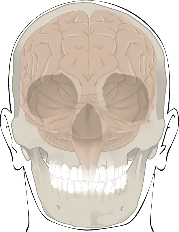 This illustration shows how the cranium protects and surrounds the
