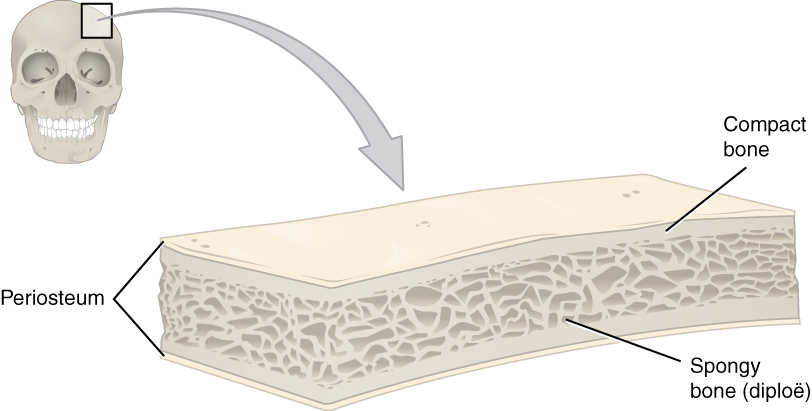 This illustration shows a cross section of a cranial bone, constructed