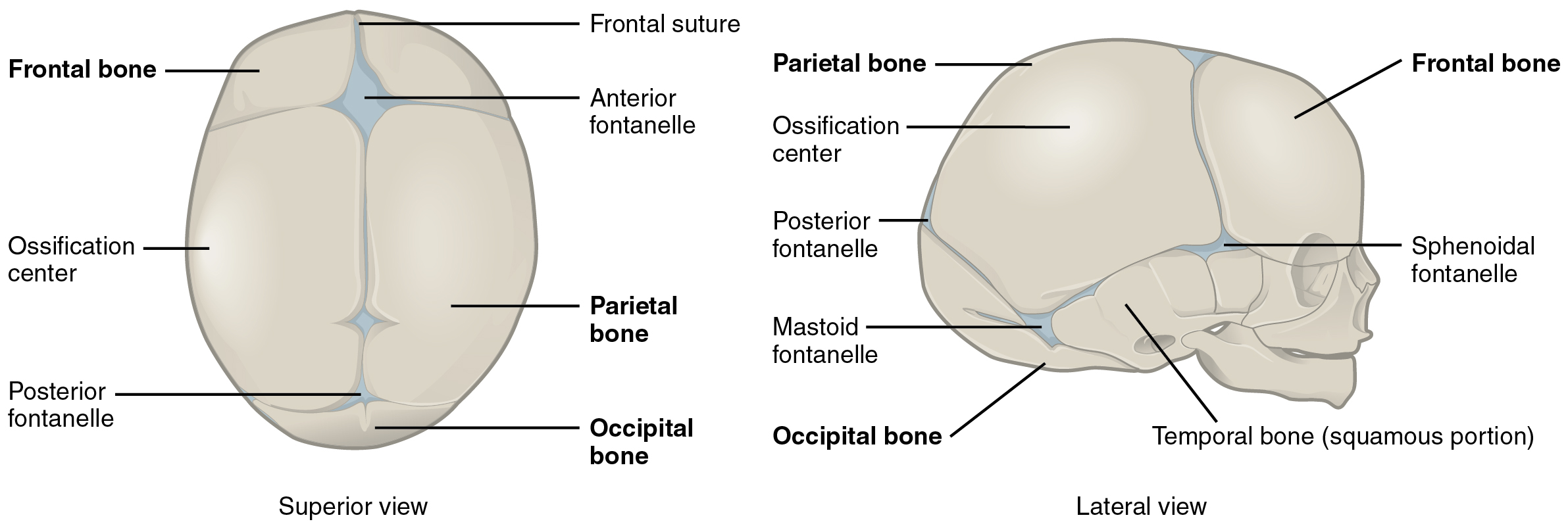 sutures of the fetal skull