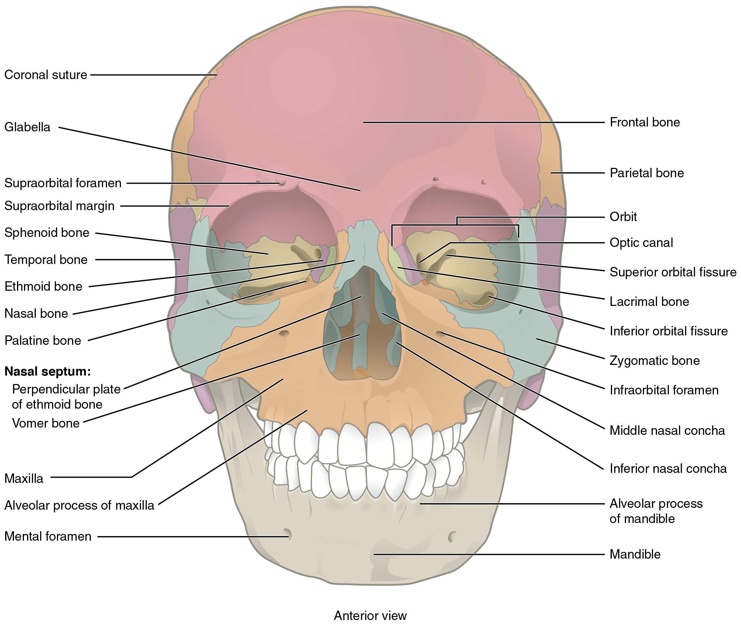 This image shows the anterior view (from the front) of the human skull