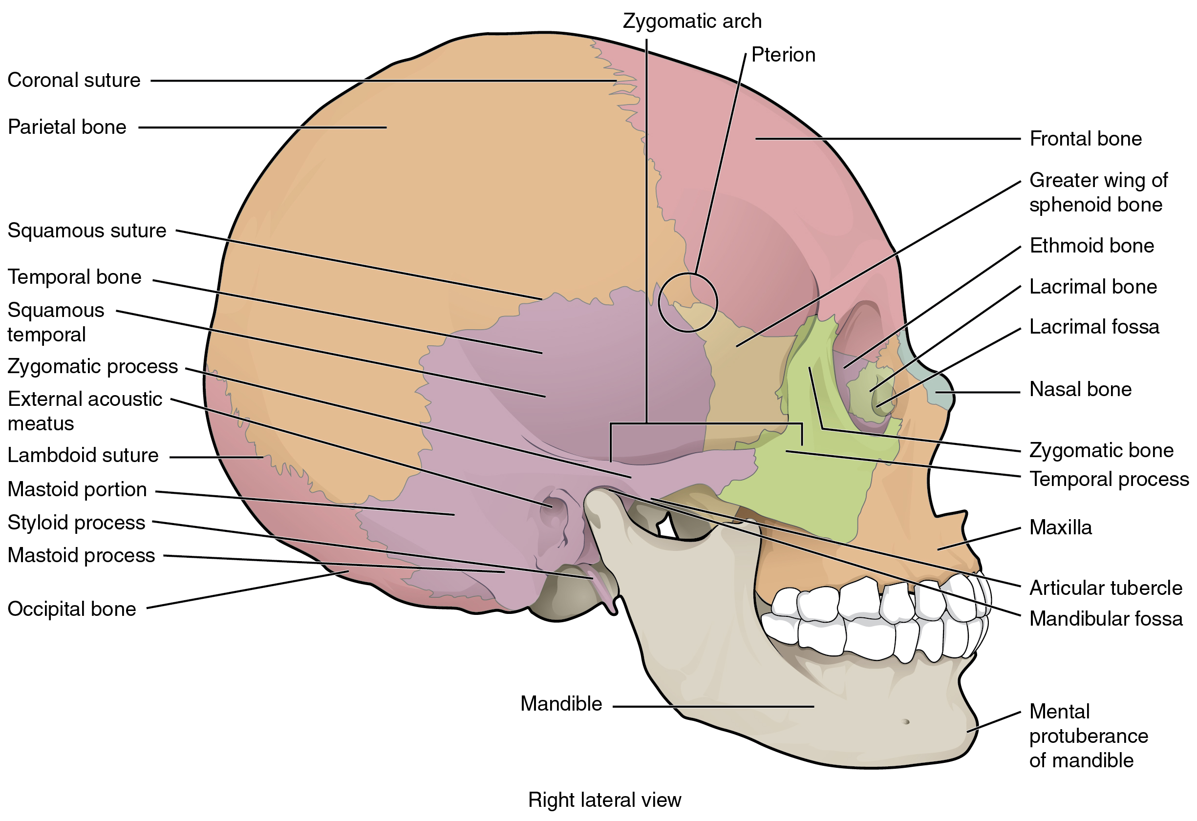 This image shows the lateral view of the human skull and identifies the