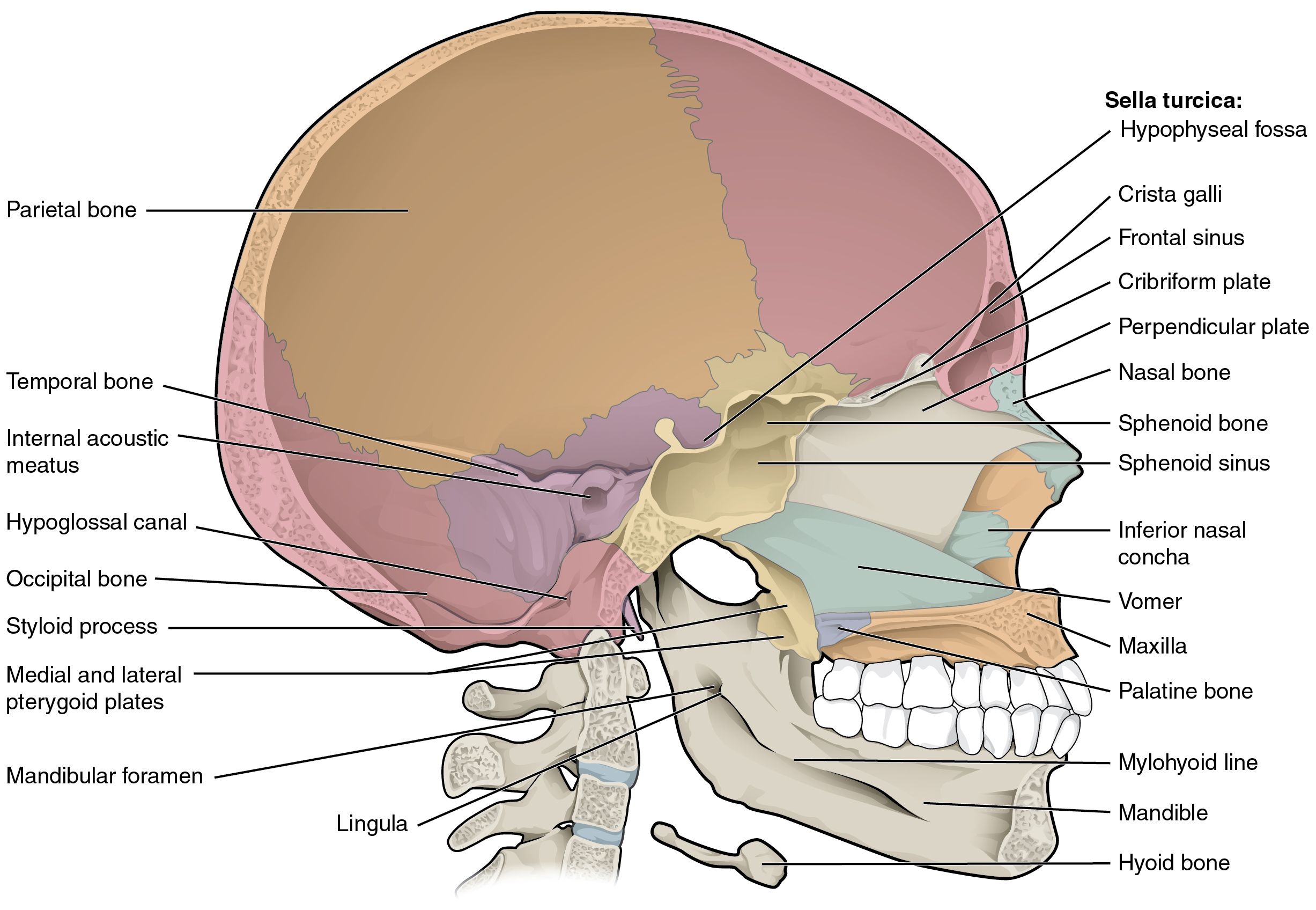 This diagram shows the sagittal section of the skull and identifies the