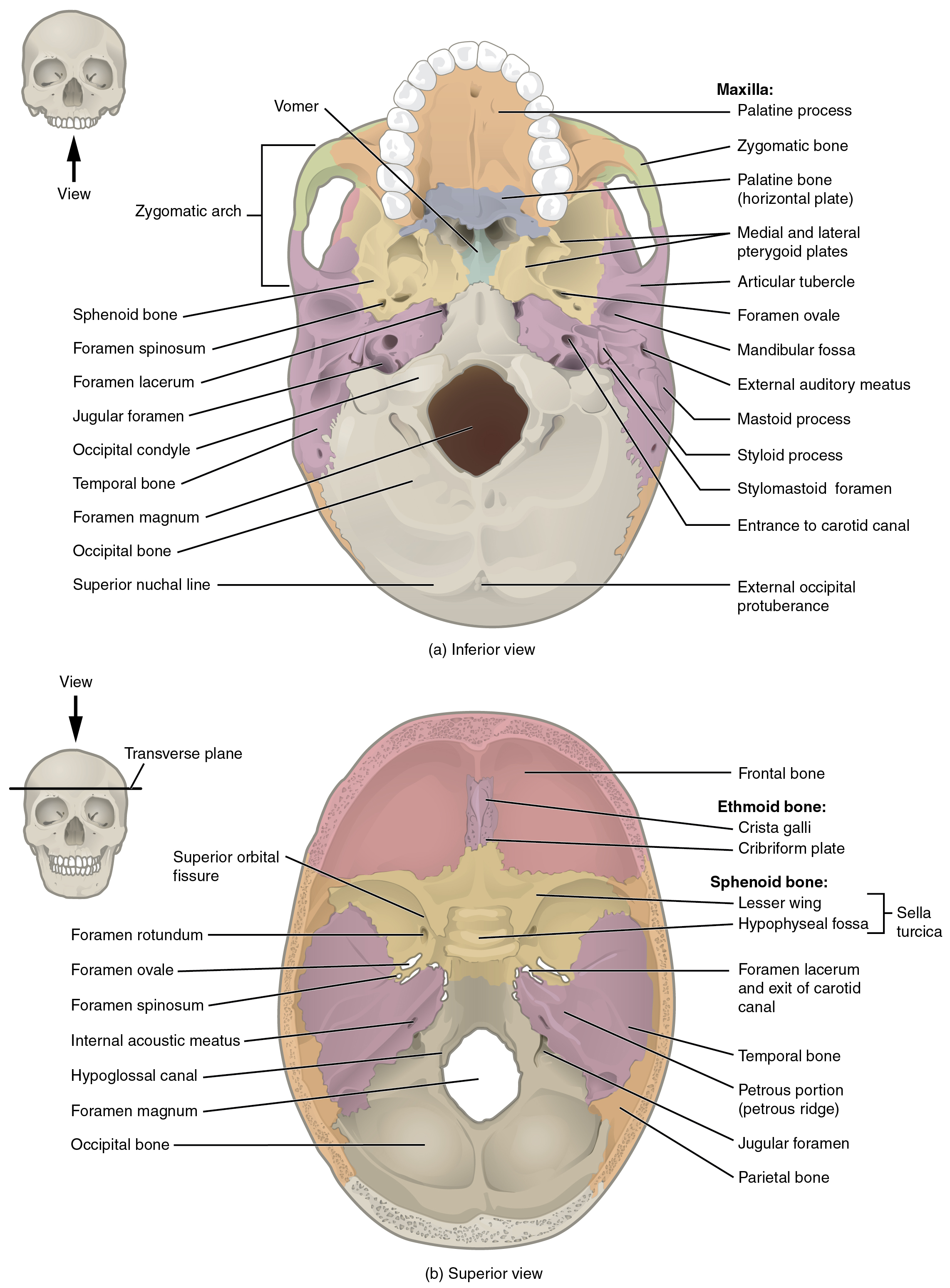 This image shows the superior and inferior view of the skull base. In