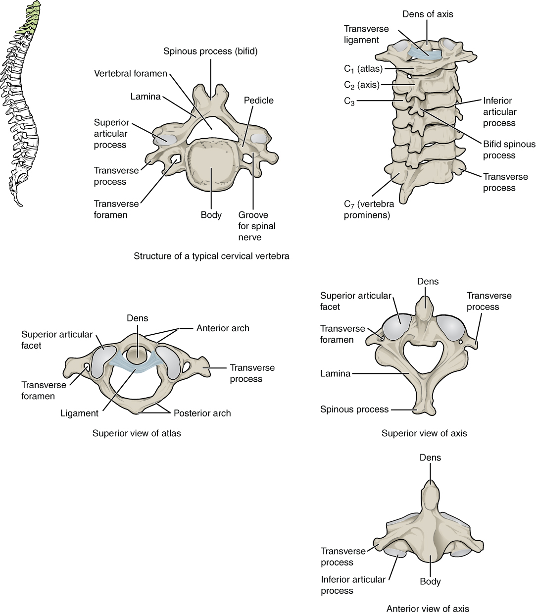 This figure shows the structure of the cervical vertebrae. The left