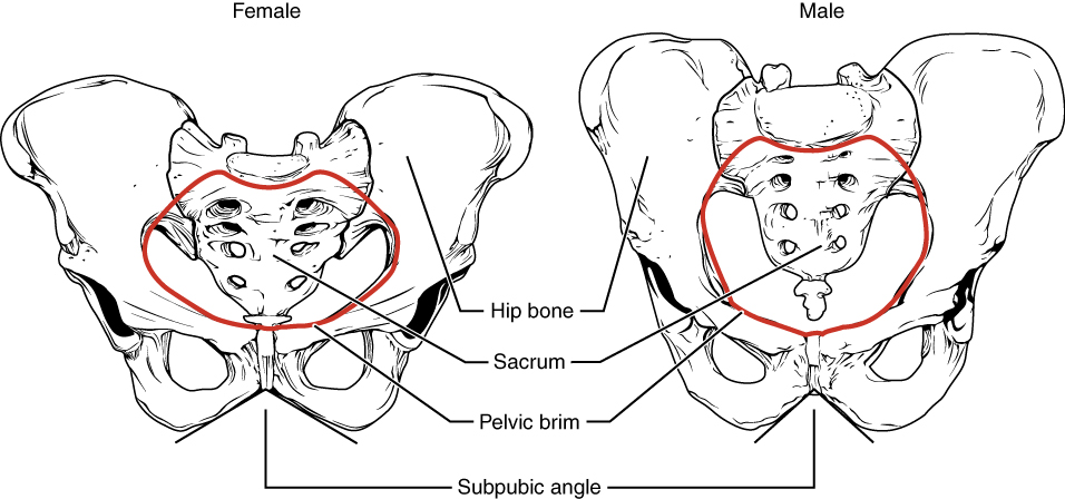 This figure shows the structure of the female pelvic girdle on the left