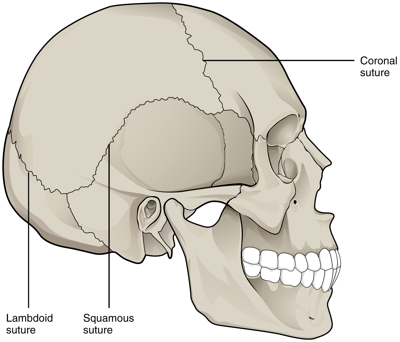 this-image-shows-the-lateral-view-of-the-human-skeleton-the-lambdoid