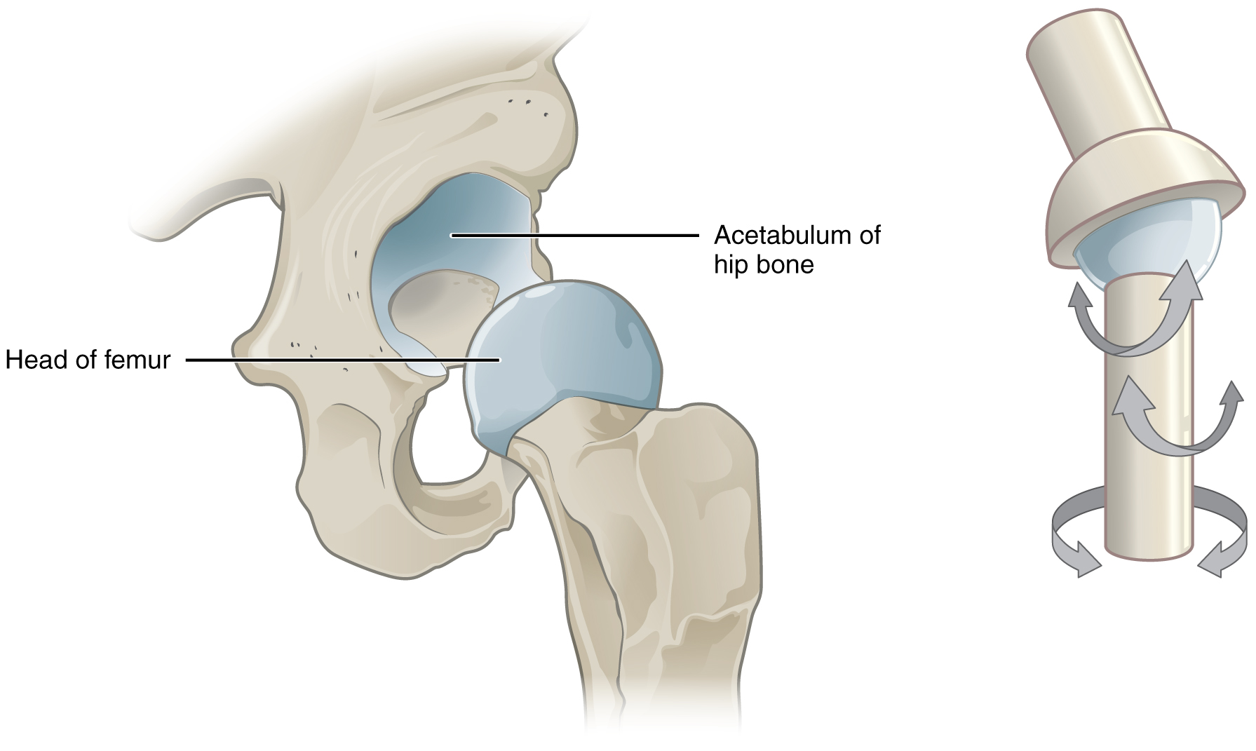 This image shows a multiaxial joint. The left panel shows the